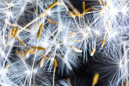 Macro dandelion seeds on a black background