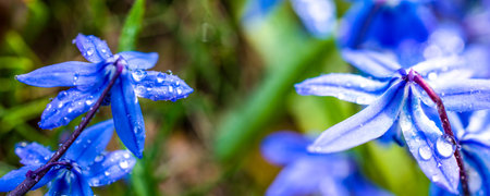 Panoramic view flowers macro Scilla Siberica blue with dew on green bokeh backgroundの写真素材