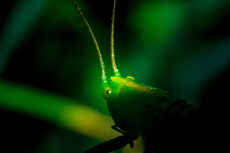 Young green grasshopper in the shade of the image focused on the head