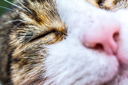 Cat portrait macro with closed eyes happyの写真素材
