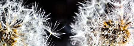 Dandelion macro with lots of dew on a dark background. Panoramic high resolution