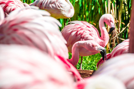 Flamingo herd with exposed specimenの写真素材