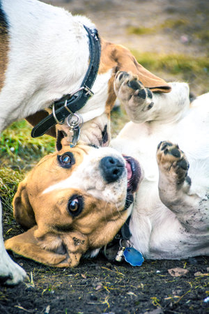 Playing with happy beagle dogsの写真素材