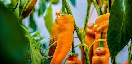 Panoramic view of orange sweet peppers macro on a background of green leavesの写真素材