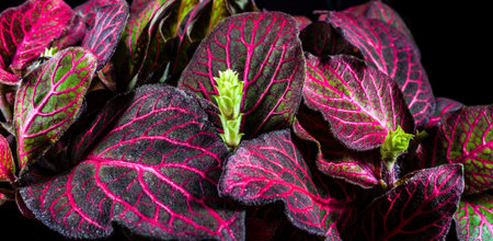 Panoramic view of fittonia red macro in contrast pink coloring