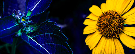 Panoramic view of yellow topinambur flower macro with navy blue leaves in a dark dreary atmosphere