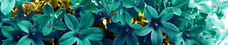 Panoramic view of cyan aquamarine Campanula flowers macro