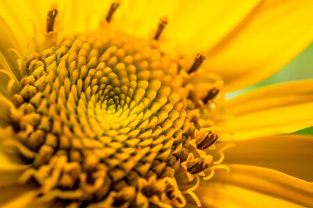 Macro yellow flower Jerusalem artichokeの写真素材