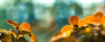 Panoramic view of fittonia flowers on aquamarine bokeh backgroundの写真素材