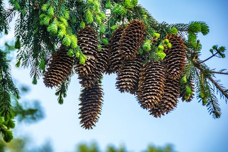 Cones hanging on the branchesの写真素材