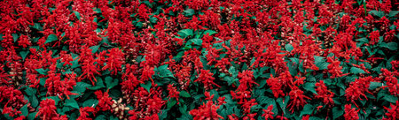 Panoramic view of red flowers