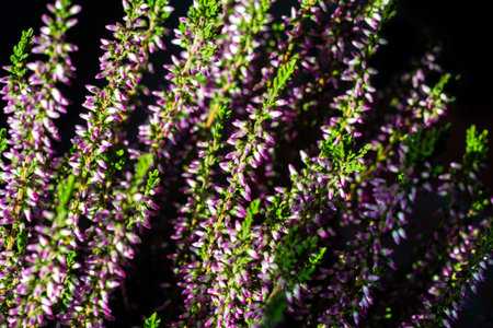 Heathers on a black background stylized