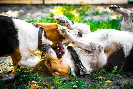 Playing beagle dogsの写真素材