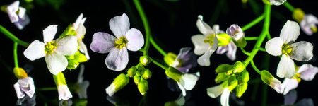 Panoramic view of white flowers macro on a black background