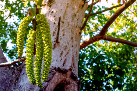 Nut tree painted white with young leaves