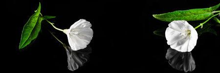 Panoramic view of white flowers macro on a black background