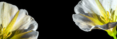 Panoramic view of white flowers macro on a black background
