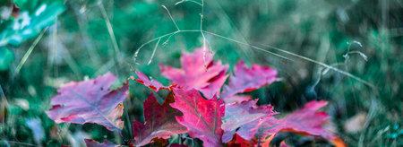 Panoramic view of autumnal red leaves macro