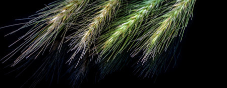 Panoramic view of lying stem macro over black background