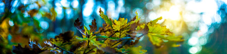 Panoramic view of autumnal colorful leaves macro