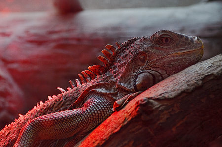 Macro of big iguana lizardの写真素材