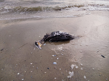 Dead cormorant on the beachの写真素材
