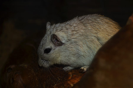 Little mongolian funny gerbil (Meriones)