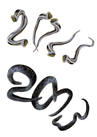Collage  Text 2013 using pictures of snakes - a symbol of new 2013 on a white background の写真素材