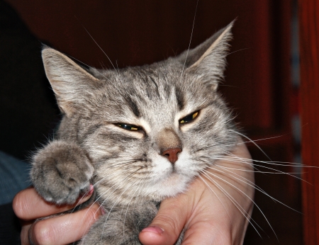 Portrait of bliss kitten with closed eyes in the hands of mistress on a dark background.の写真素材