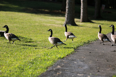 Sunshine Ducks