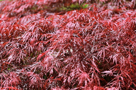 red maple leafの写真素材