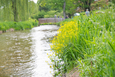 Morning in the Park, sunny day.の写真素材