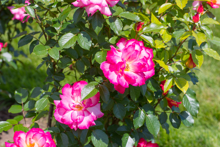 Beautiful colorful climbing roses in spring in the gardenの写真素材