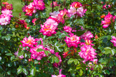 Beautiful colorful climbing roses in spring in the gardenの写真素材