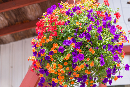 Brightly colored flower close-upの写真素材