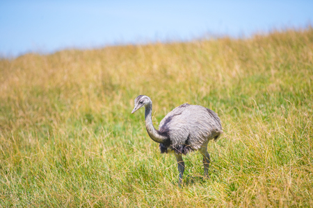 Emu in a grassy fieldの写真素材