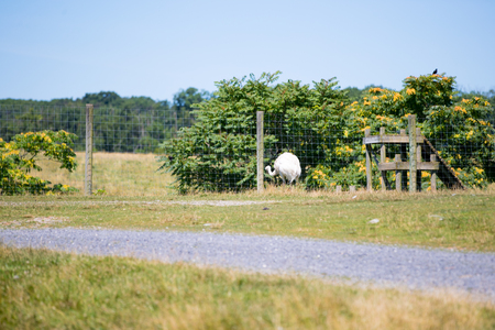 Emu in a grassy fieldの写真素材