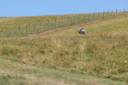 Emu in a grassy field