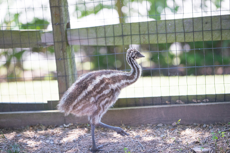 Emu in a grassy fieldの写真素材