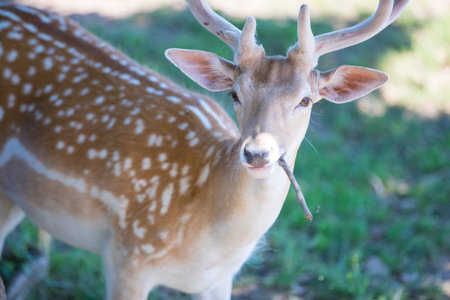 Beautiful deer in the summerの写真素材