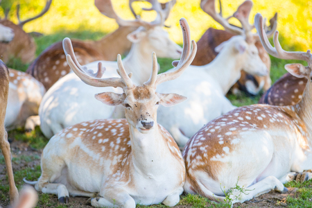Beautiful deers in the summerの写真素材