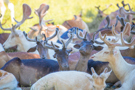 Beautiful deers in the summerの写真素材