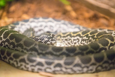 Close up snake curled up in a rock.