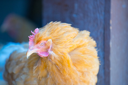 Chicken junglefowl red (Gallus gallus)の写真素材