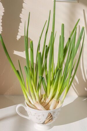 Green onion on the white table - Imageの写真素材