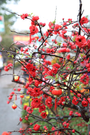 Lanterns and peach blossomの写真素材
