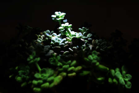 Miniature succulent plantsの写真素材