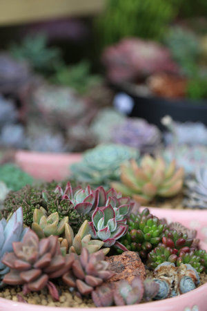 Miniature succulent plants