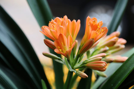 flowers blooming in the spring