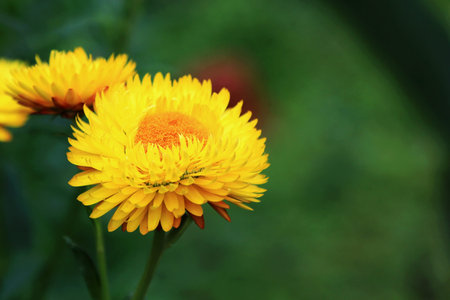 yellow chrysanthemum